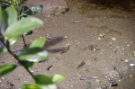 _IGP6610 _IGP6610
