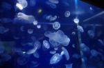 _IGP6671 _IGP6671