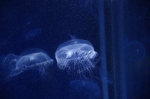 _IGP6685 _IGP6685