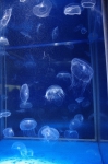 _IGP6690 _IGP6690