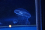 _IGP6692 _IGP6692
