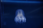 _IGP6704 _IGP6704