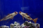 _IGP6729 _IGP6729