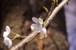_IGP7884 _IGP7884