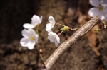 _IGP7887 _IGP7887