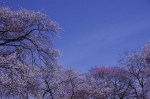 _IGP7909 _IGP7909