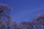 _IGP7913 _IGP7913