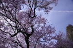 _IGP7929 _IGP7929