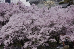 _IGP7447 _IGP7447