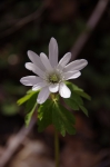 _IGP7610 _IGP7610
