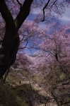 _IGP7613 _IGP7613