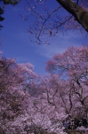 _IGP7621 _IGP7621
