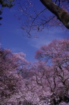 _IGP7622 _IGP7622