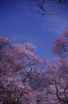 _IGP7623 _IGP7623