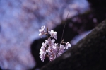 _IGP7629 _IGP7629
