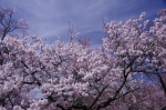 _IGP7635 _IGP7635