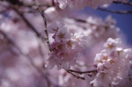 _IGP7636 _IGP7636