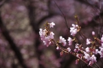 _IGP7646 _IGP7646