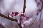 _IGP7657 _IGP7657
