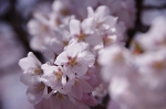 _IGP7666 _IGP7666
