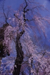 _IGP7683 _IGP7683