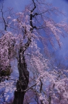 _IGP7688 _IGP7688
