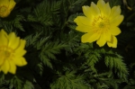 _IGP7733 _IGP7733