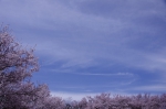 _IGP7745 _IGP7745