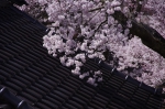_IGP7754 _IGP7754