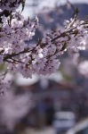 _IGP7767 _IGP7767