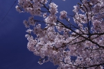 _IGP7776 _IGP7776