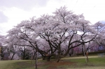 _IGP8528 _IGP8528