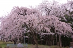 _IGP8531 _IGP8531