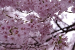 _IGP8573 _IGP8573