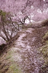 _IGP8630 _IGP8630