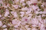 _IGP8651 _IGP8651