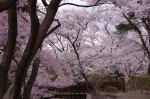_IGP8656 _IGP8656