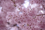 _IGP8681 _IGP8681