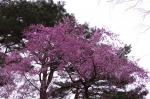 _IGP8688 _IGP8688