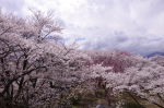 _IGP8711 _IGP8711