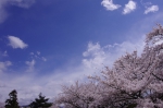 _IGP8719 _IGP8719