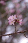 _IGP8732 _IGP8732