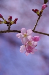 _IGP8733 _IGP8733