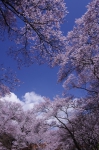 _IGP8003 _IGP8003