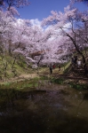 _IGP8009 _IGP8009