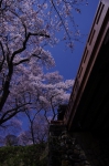 _IGP8071 _IGP8071