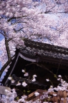 _IGP8089 _IGP8089