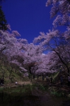 _IGP8107 _IGP8107