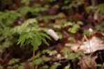 _IGP8139 _IGP8139