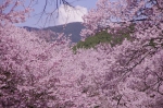 _IGP8142 _IGP8142